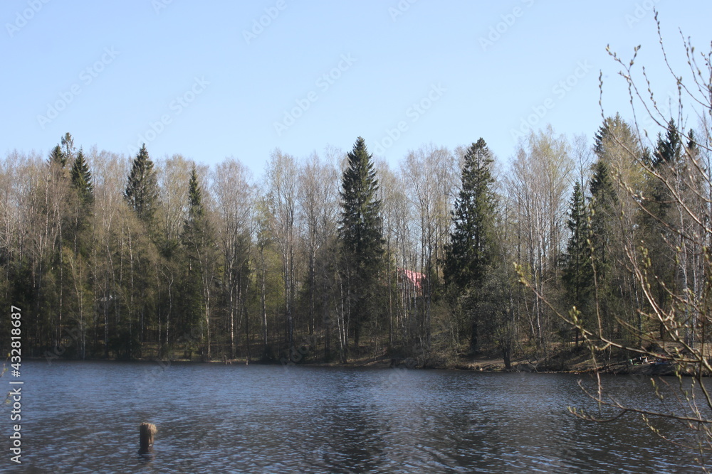 Obraz premium lake in the forest