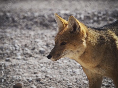 Closeup view of Andean fox culpeo lycalopex culpaeus wildlife animal in Bolivia Chile Atacama desert Andes mountains photo