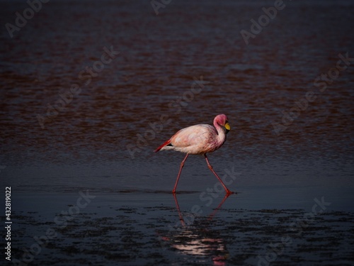 James flamingo phoenicoparrus jamesi in red salt flat lake Laguna Colorada Uyuni potosi Andes mountain Altiplano Bolivia photo