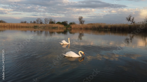 Swans in Lake