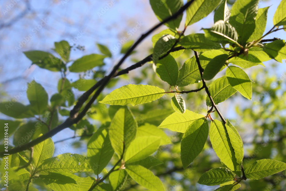 green leaves of a tree green leaves of a tree