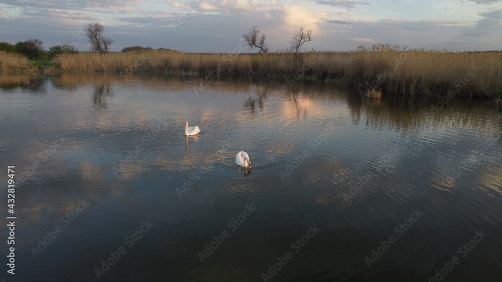 Naklejka premium Swans in Lake