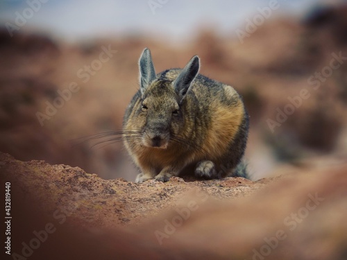 Closeup portrait of a Southern Viscacha Lagidium Viscacia Vizcacha rodent animal wildlife at Laguna Negra Uyuni Bolivia photo