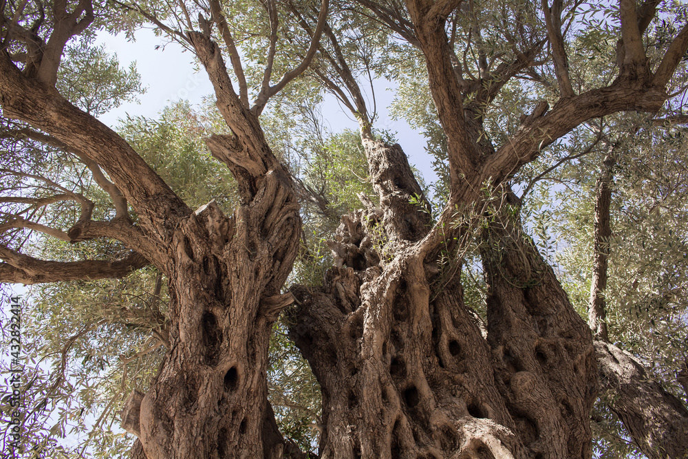 View of 1800 years old Aegean olive tree in Sigacik / Seferihisar district in Izmir Province of Turkey. The tree is named View of 1800 years old Aegean olive tree in Sigacik / Seferihisar district in Izmir Province of Turkey. The tree is named