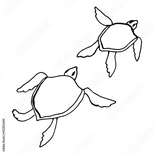 Two little turtles black outlines vector EPS
