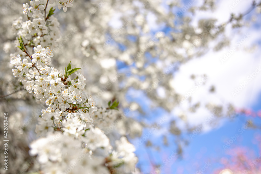 Branches of a blossoming spring tree against the sky. Branches of a blossoming spring tree against the sky.