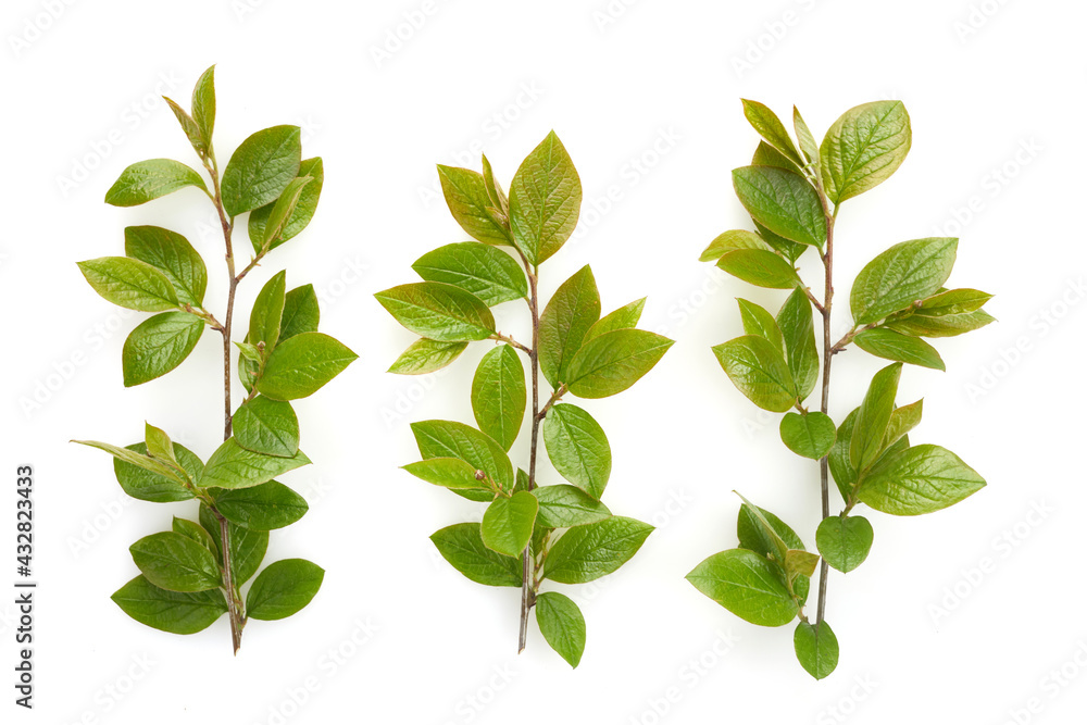 Set of green tree leaves and branches isolated on white background Set of green tree leaves and branches isolated on white background