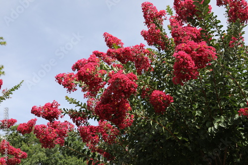 Lagerstroemia commonly known as crape myrtle also spelled crepe myrtle tree with red flowers