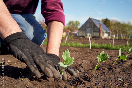 Kohlrabi seedlings is being planted into soil by a gardener in a garden or allotment