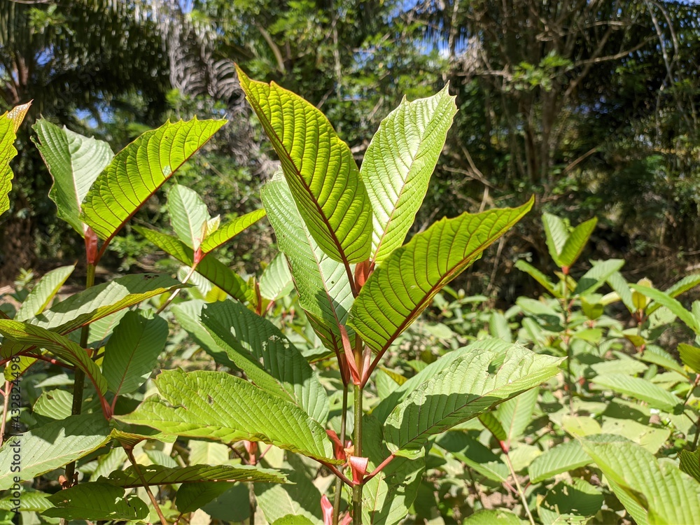 Kratom plants (Mitragyna speciosa) grows wild and fertile in the tropical nature of Kalimantan