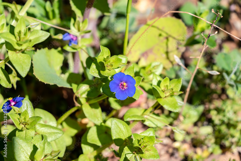 Lysimachia foemina is commonly known as blue pimpernel or poor man's weatherglass, and was formerly called Anagallis foemina. It is a low-growing annual herbaceous plant of the family Primulaceae Lysimachia foemina is commonly known as blue pimpernel or poor man's weatherglass, and was formerly called Anagallis foemina. It is a low-growing annual herbaceous plant of the family Primulaceae