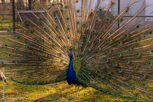 The peacock spread its tail. Village 