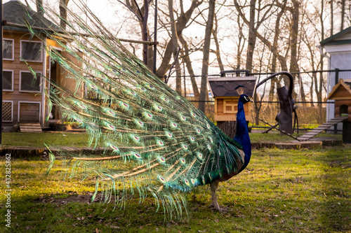 The peacock spread its tail. Village 