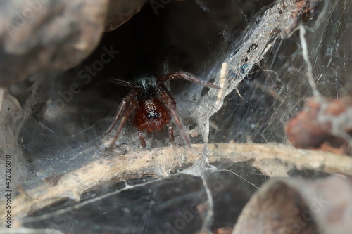 araignée coélote sur sa toile en tunnel