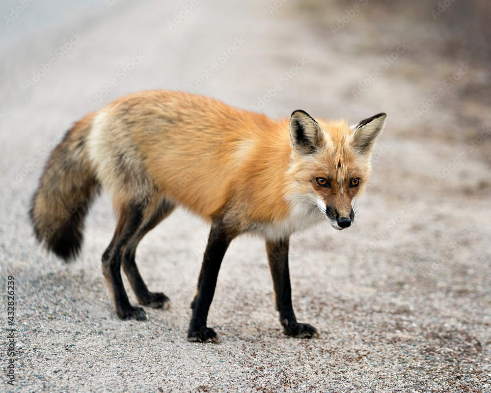 Red Fox Photo Stock. Fox Image. close-up profile side view with blur background in its environment and habitat.  Photo. Picture. Portrait