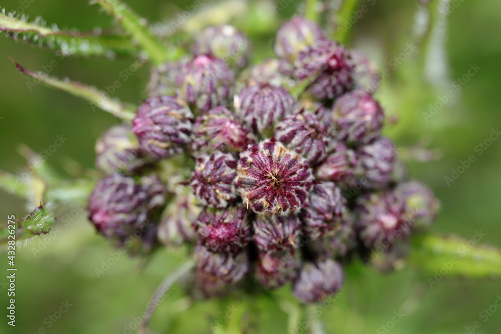bourgeons de fleur de chardon pourpre bourgeons de fleur de chardon pourpre