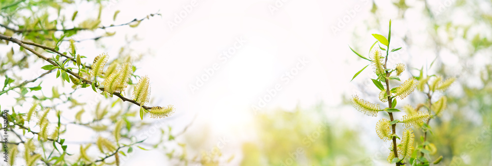 blossom pussy willow branches, natural background. Beautiful yellow willow buds close up. Spring season concept