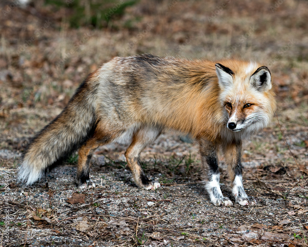 Red Fox Photo Stock. Fox Image. Springtime with blur background, displaying fox tail, fur, in its environment and habitat. Picture. Portrait. Photo Red Fox Photo Stock. Fox Image. Springtime with blur background, displaying fox tail, fur, in its environment and habitat. Picture. Portrait. Photo