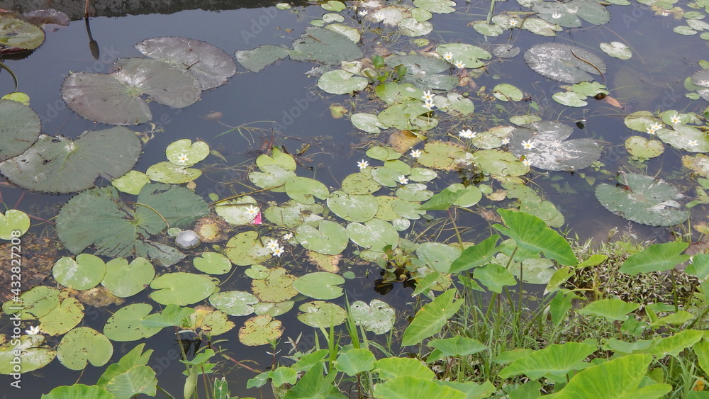 frog on the water frog on the water