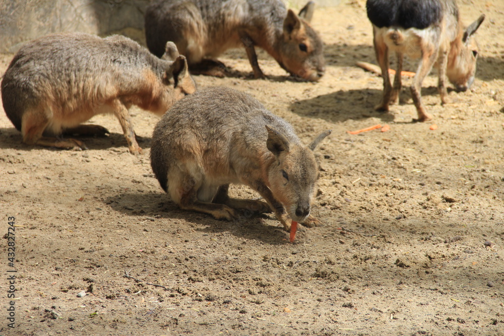 Zoo animal Zoo animal