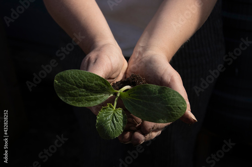 Hands cupped around a young plant, giving new life.