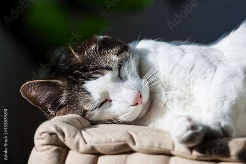 gatito blanco tomando el sol, durmiendo la siesta muy ralajado al lado de la ventana sobre un cojín, bajo la sombra de la plantas de interior