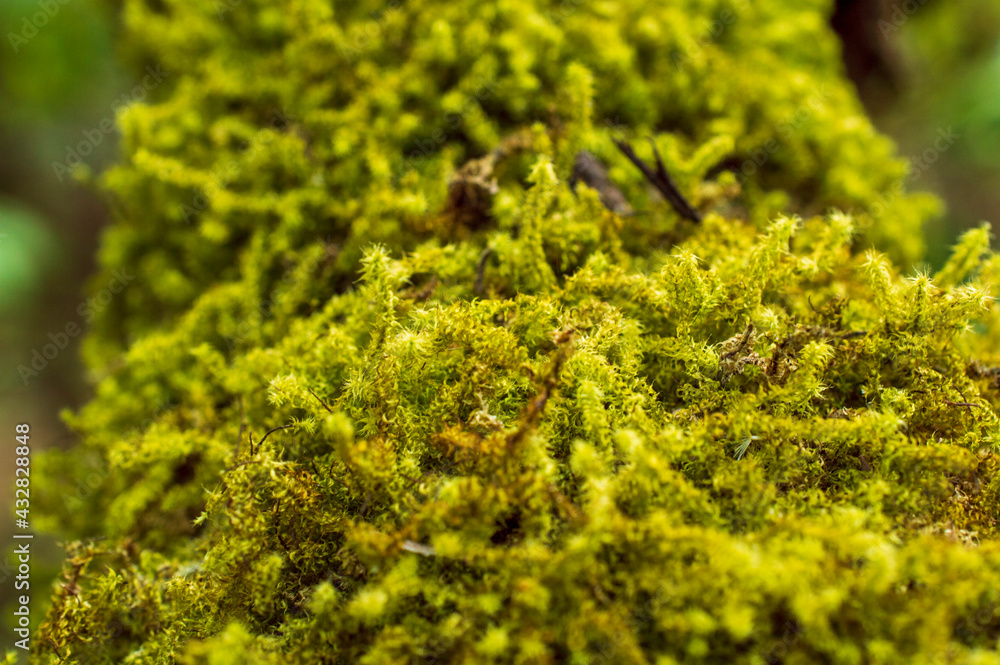 fern moss plant forming a beautiful background.
fern moss plant forming a beautiful background.