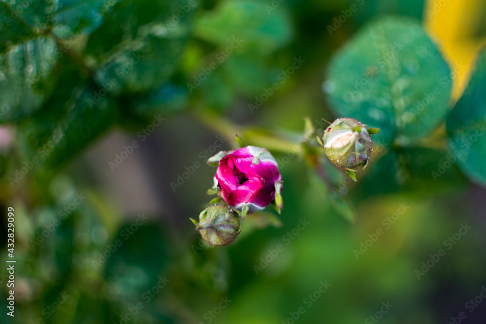 Flower on a blurred background. Flower on a blurred background.