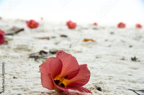 Hibiscus tiliaceus Blooms, Sea Hibiscus, Beach Hibiscus, Coastal Hibiscus, or Coastal Cottonwood, Isolated on White Background
