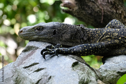 Wildlife in Singapore, tropics