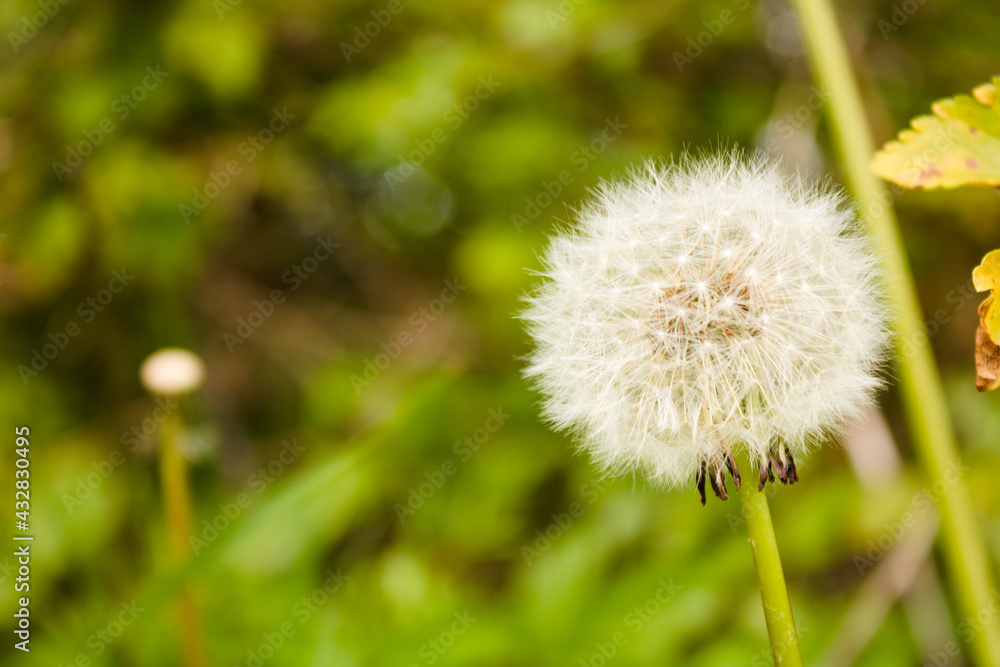 Dandelion seed head close up with blurred green background, close up