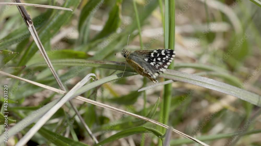 Grizzled Skipper Butterfly Resting in Grass meadow Grizzled Skipper Butterfly Resting in Grass meadow