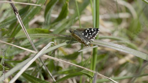 Grizzled Skipper Butterfly Resting in Grass meadow photo