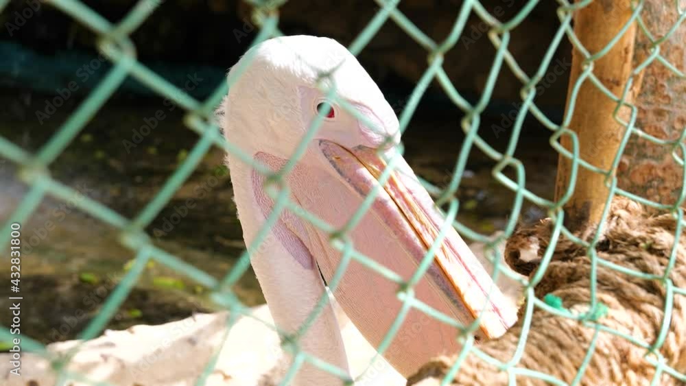 pink pelican in a zoo near waterfall looking sad while kept prisoner behind the fence. 4K pink pelican in a zoo near waterfall looking sad while kept prisoner behind the fence. 4K