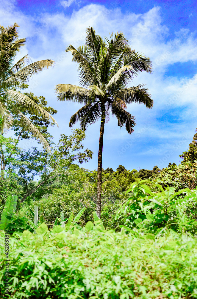 Large coconut tree in the jungle against the blue summer sky