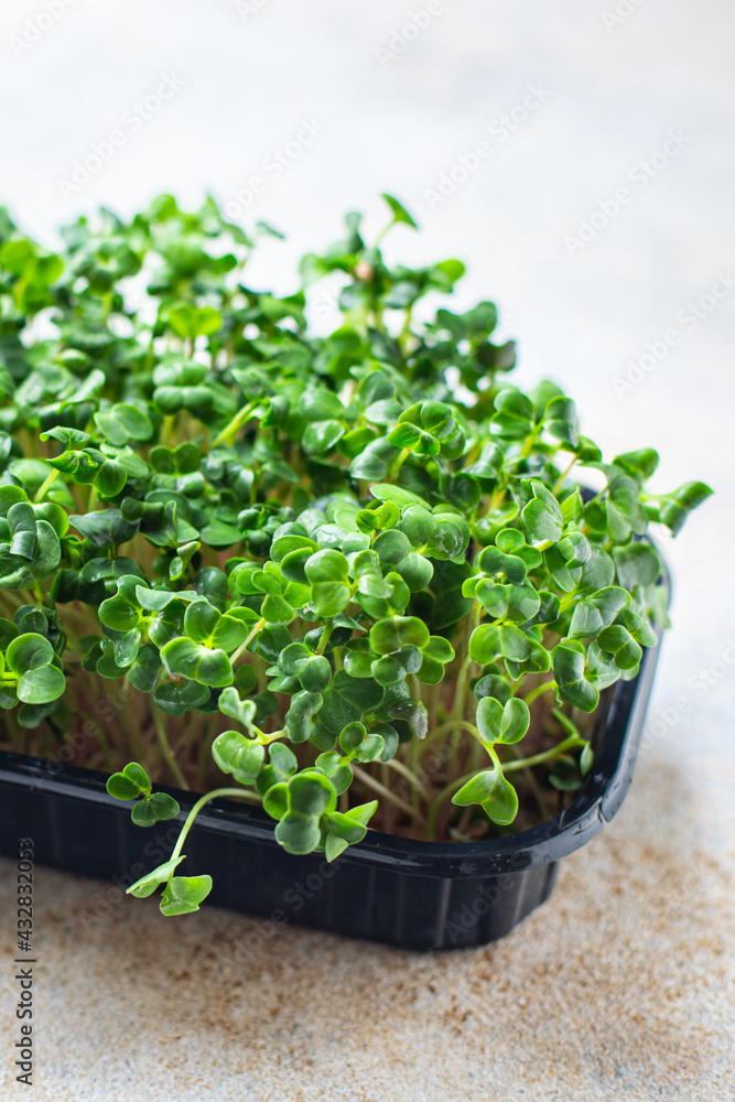 microgreens container veggie salad raw eating mustard herbs basil fresh radish vegan cooking snack copy space food background rustic. top view vegetarian food microgreens container veggie salad raw eating mustard herbs basil fresh radish vegan cooking snack copy space food background rustic. top view vegetarian food