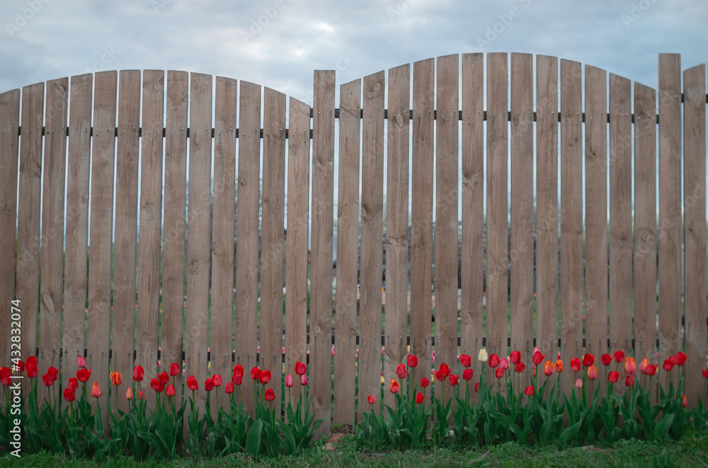 Fototapeta premium Beautiful late spring nature background. Landscaping and gardening background. Red tulip flowers, blooming tree branch and grass on white fence background