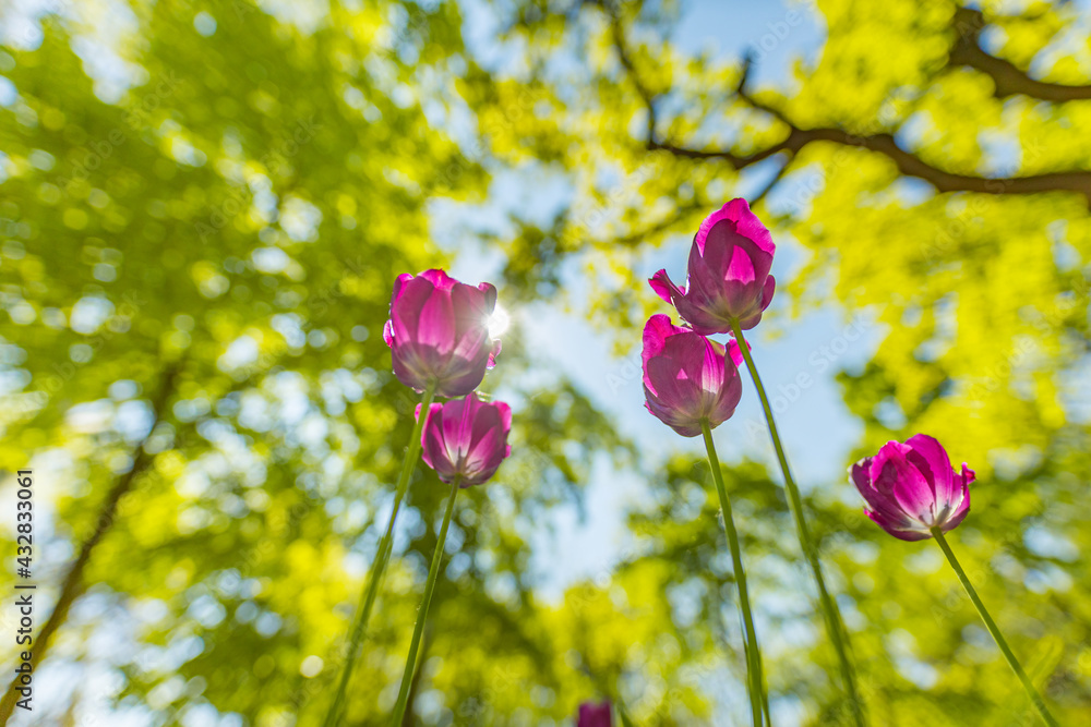 Obraz premium Stunning tulips flowers, low point of view with sun rays beams, blurred forest trees, blue sky. Idyllic nature landscape, floral banner. Gorgeous flowers, sunny spring summer closeup, blooming tulips