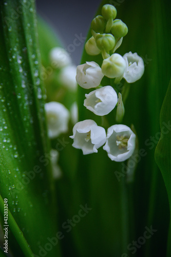 lily of the valley with dew drops