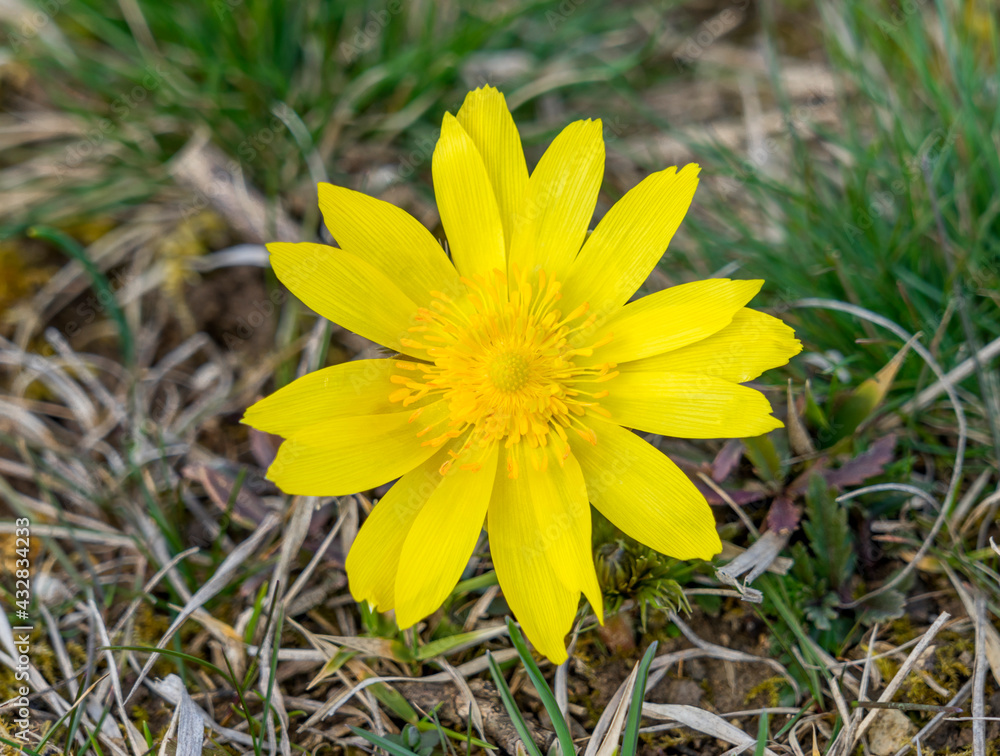 Close-up of yellow blossom of adonis vernalis, a poisonous plant used in homeopathy. Close-up of yellow blossom of adonis vernalis, a poisonous plant used in homeopathy.