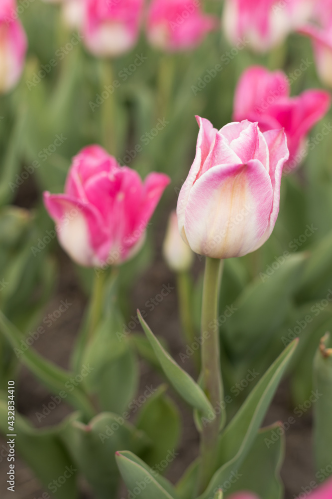 Vertical photo of a pink tulip Vertical photo of a pink tulip