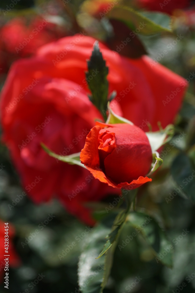 Obraz premium 五月晴れ、色鮮やかに咲くカラフルな薔薇の花