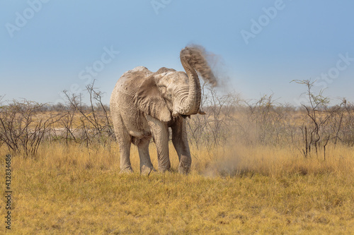 After a mud bath this mud covered African elephant (loxodonta africana) takes a dust bath on the dry savanna in Etosha national park, Namibia