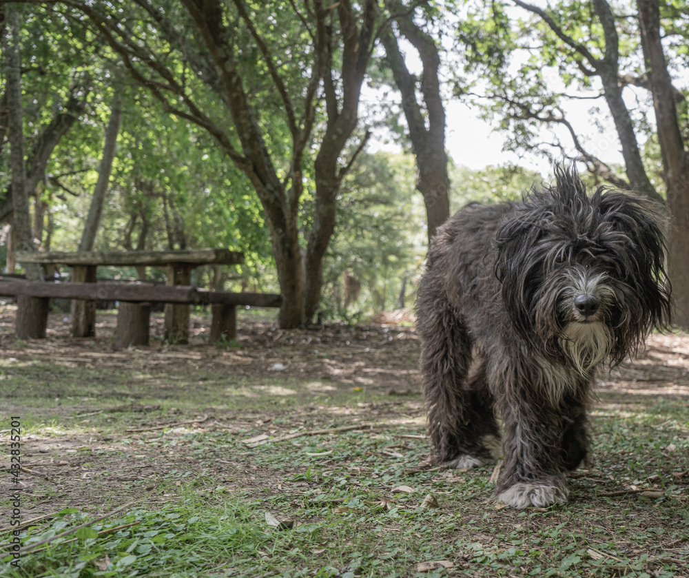 black dog walks head-on in a green forest