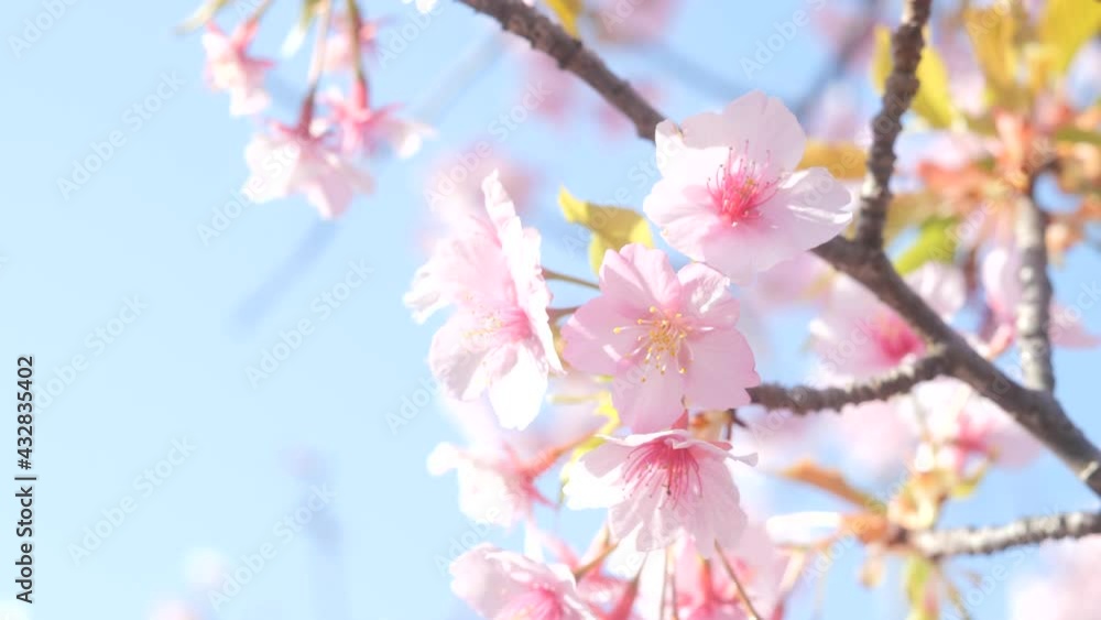 Cherry blossom petals swaying in the breeze in the spring sunshine Cherry blossom petals swaying in the breeze in the spring sunshine