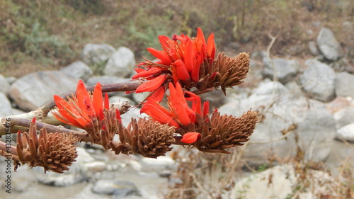 red and yellow flower