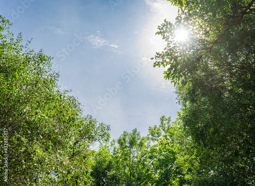 sun peeking out among trees with a beautiful clear sky