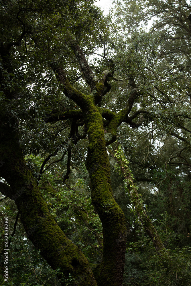 Fototapeta premium árbol mistico 