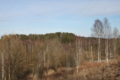 Wallpaper Mural fence in the forest Torontodigital.ca