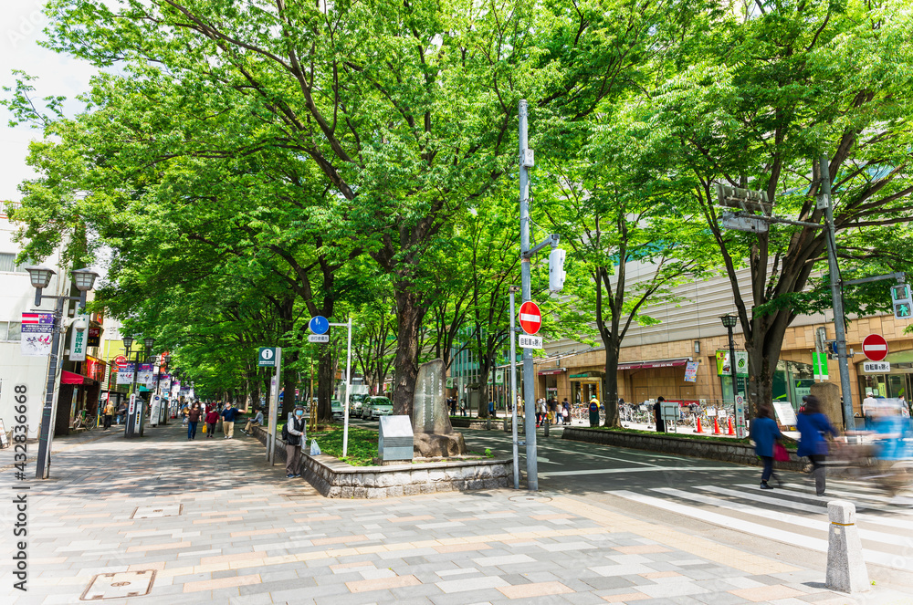 府中市 ケヤキ並木